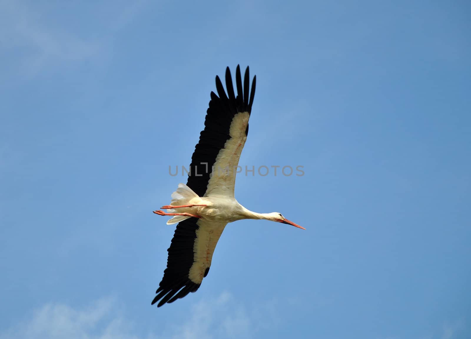 The stork flies on the blue sky