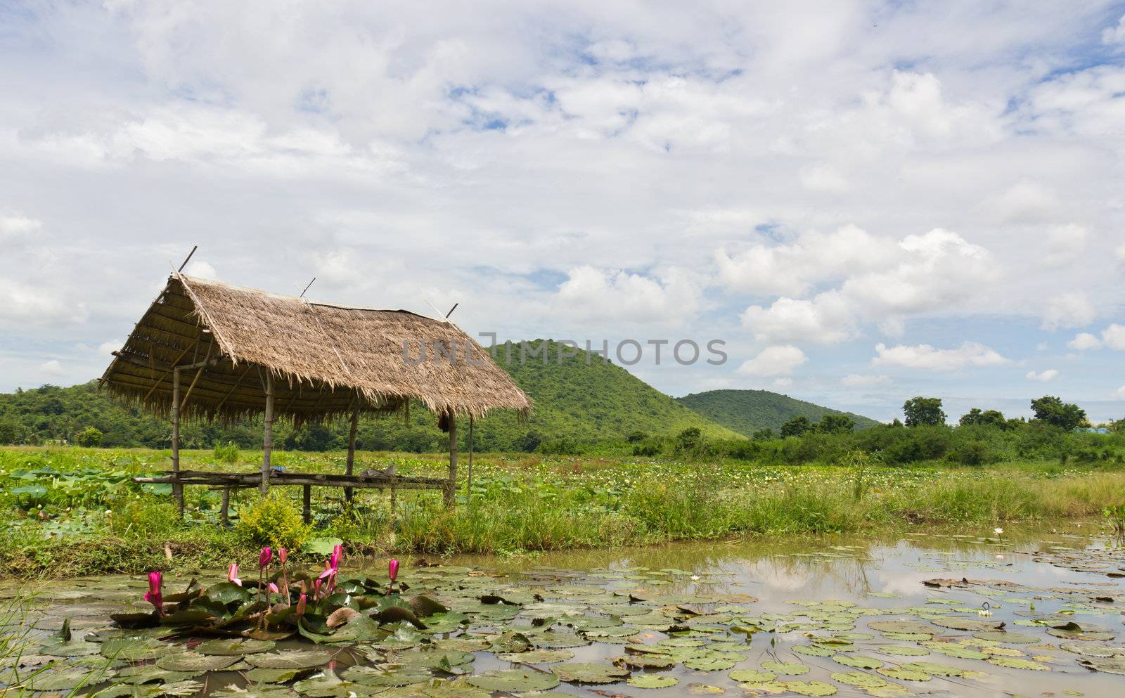 Hut gardeners planted lotus garden care