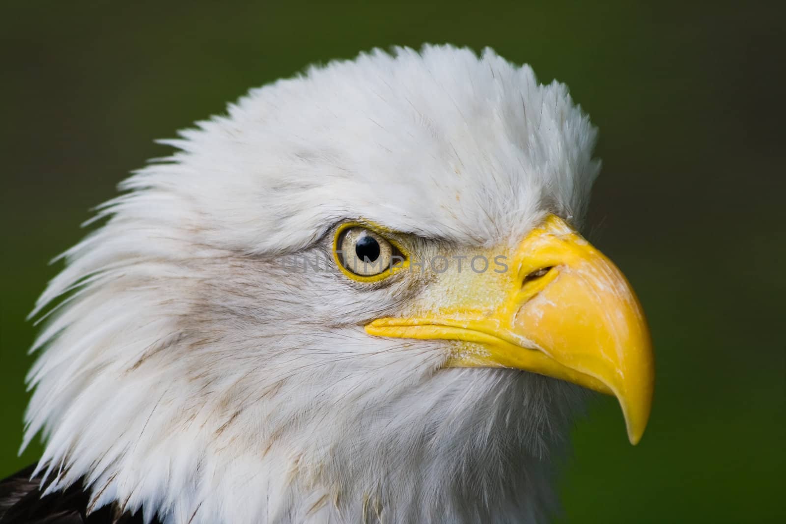 Bald eagle - head in side angle view - horizontal image