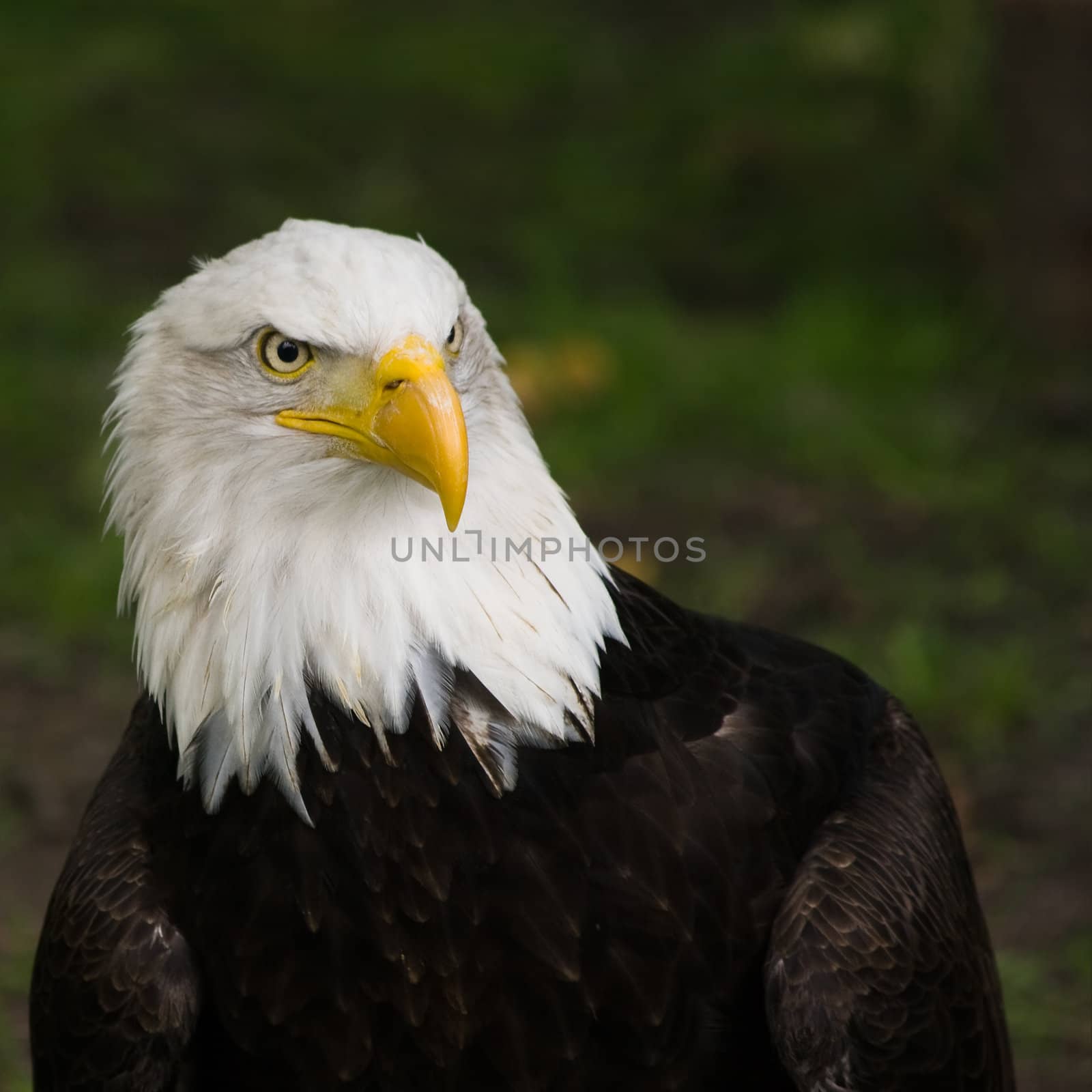 Bald eagle portrait, square cropped image by Colette