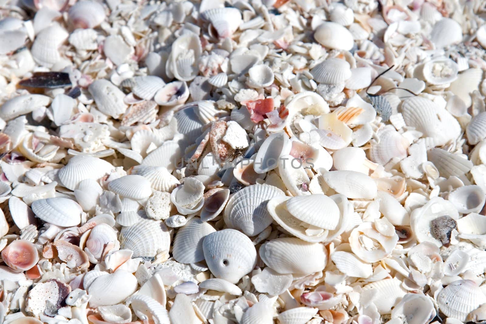 Seashell Background by cmcderm1