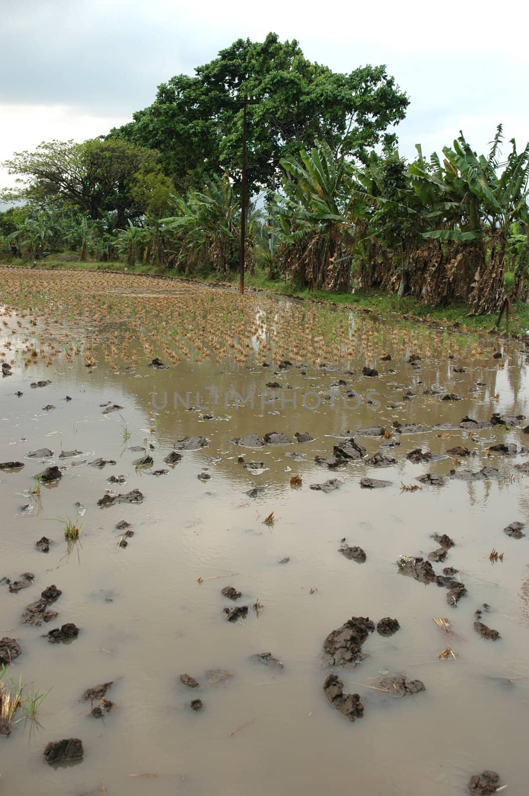Field of rice paddies in tropical paradise