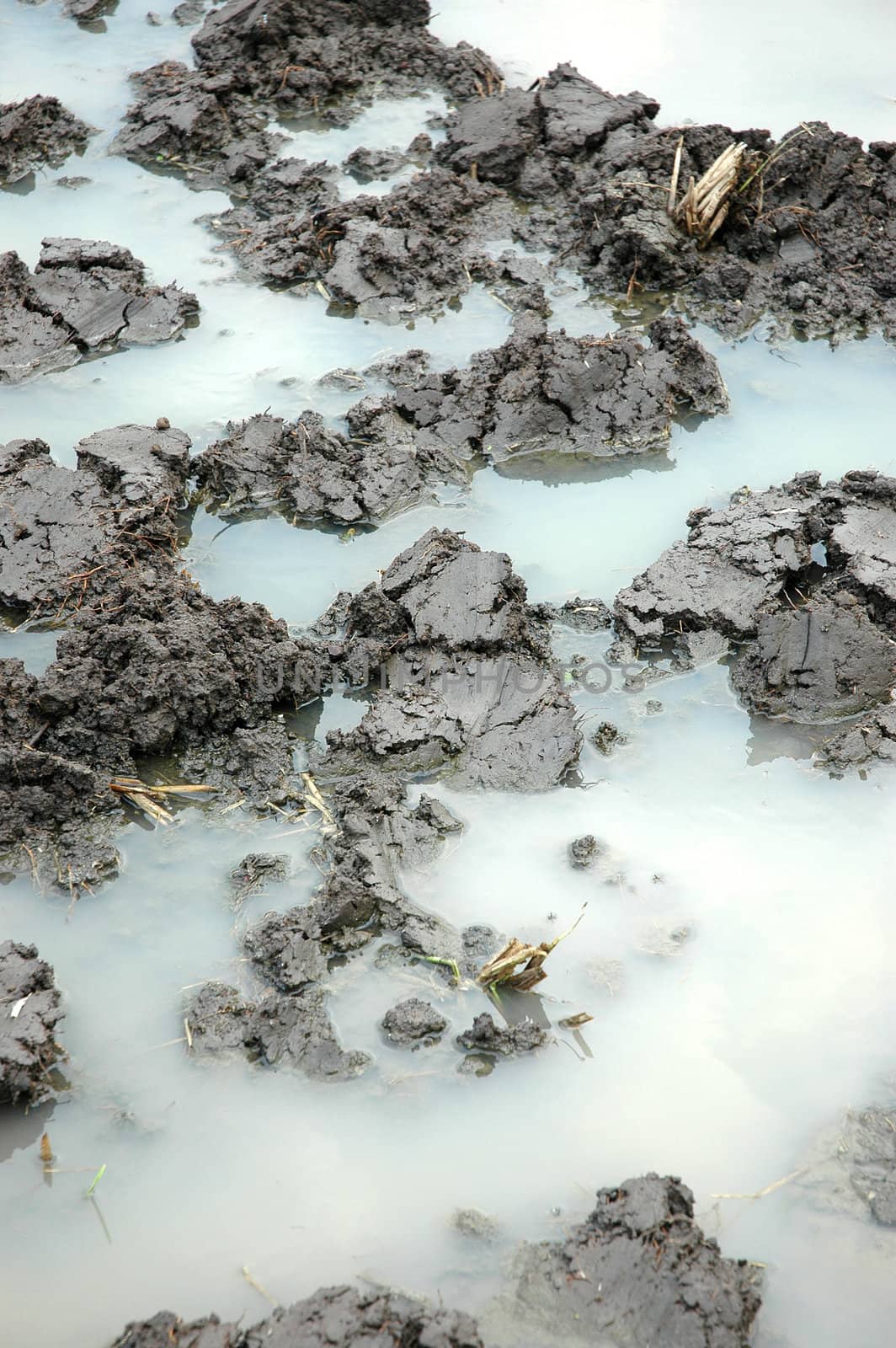 closeup picture of wet land that commonly found in ricefiled when ready to be planted