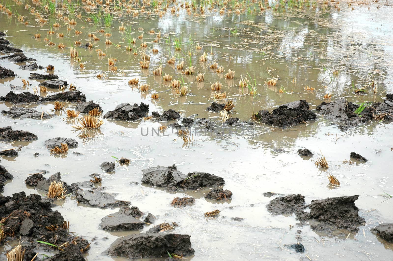 closeup picture of wet land that commonly found in ricefiled when ready to be planted