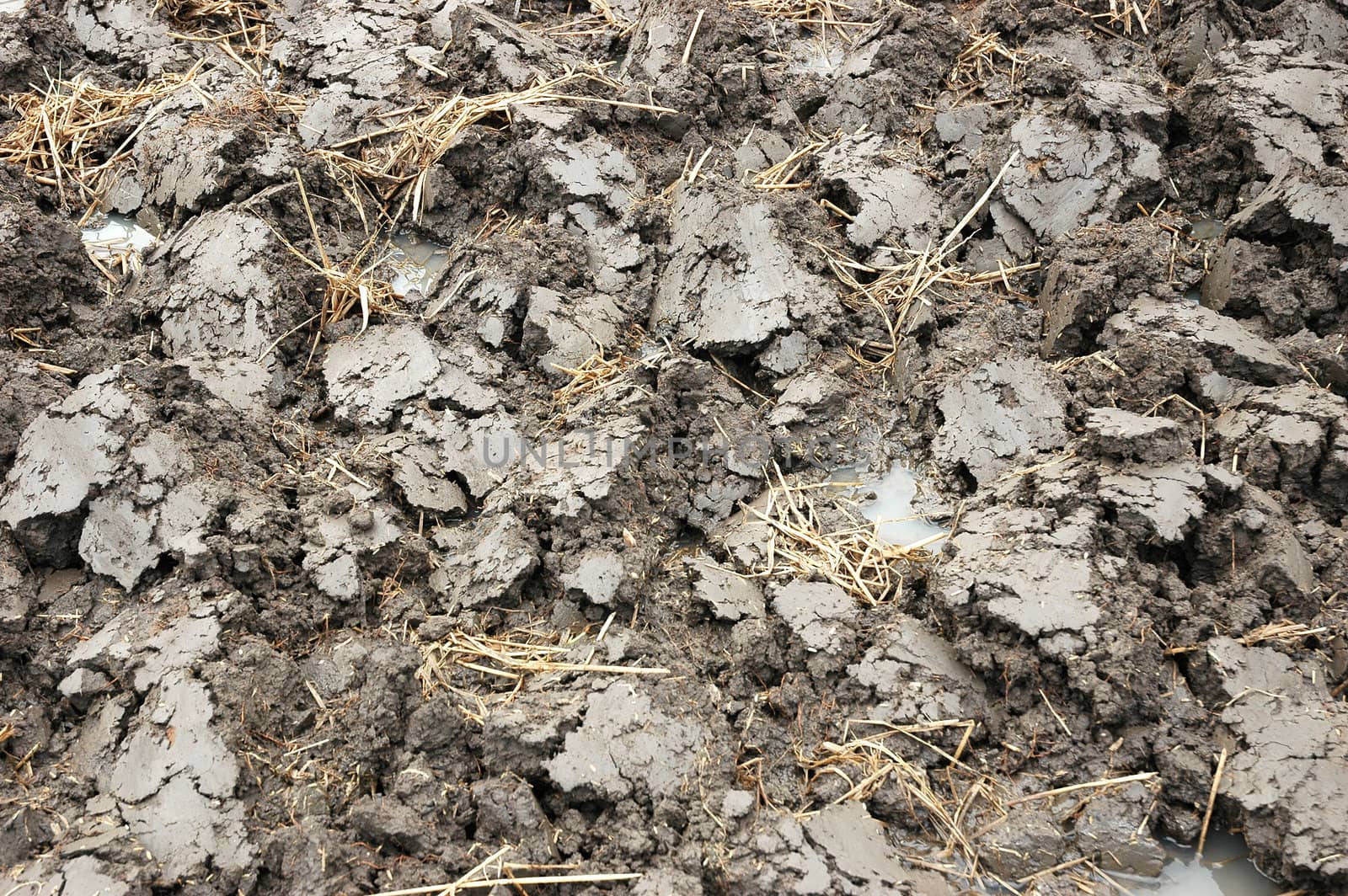 closeup picture of wet land that commonly found in ricefiled when ready to be planted