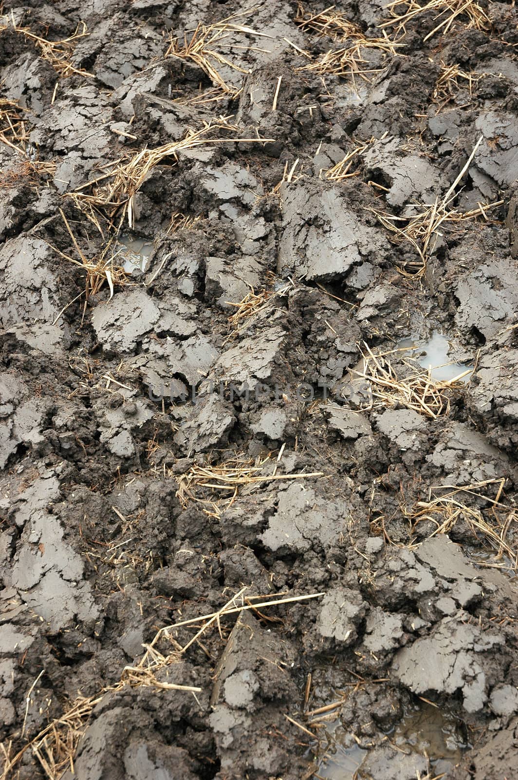 closeup picture of wet land that commonly found in ricefiled when ready to be planted
