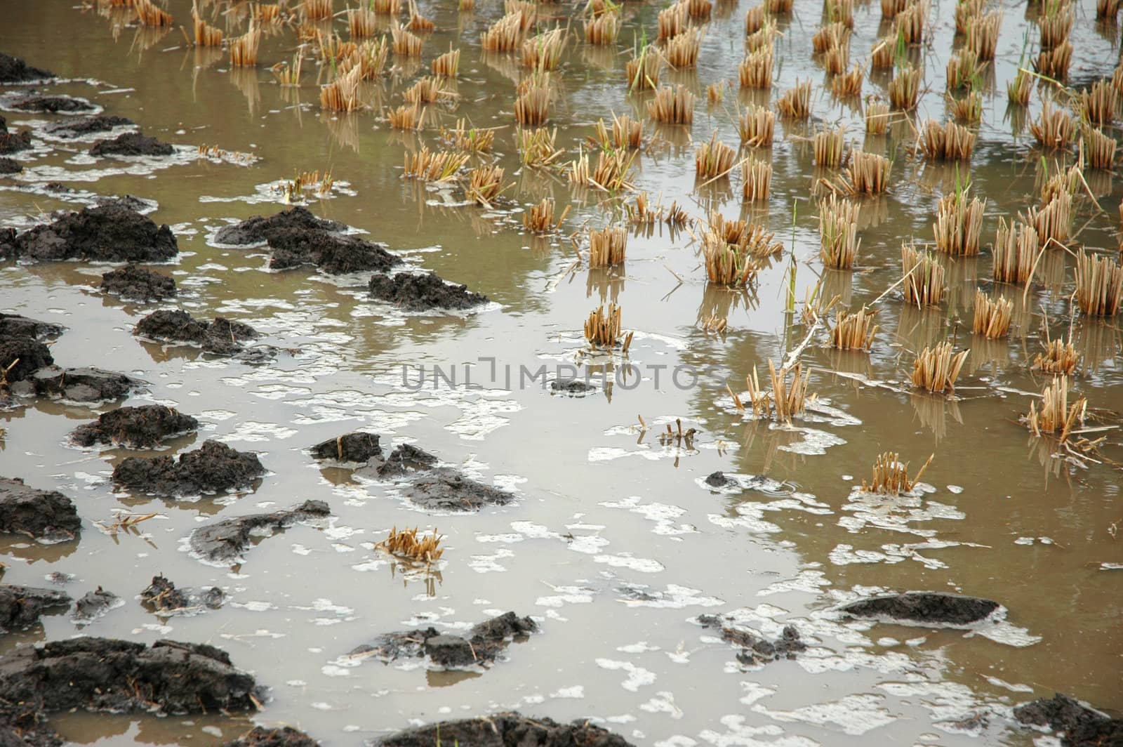 closeup picture of wet land that commonly found in ricefiled when ready to be planted