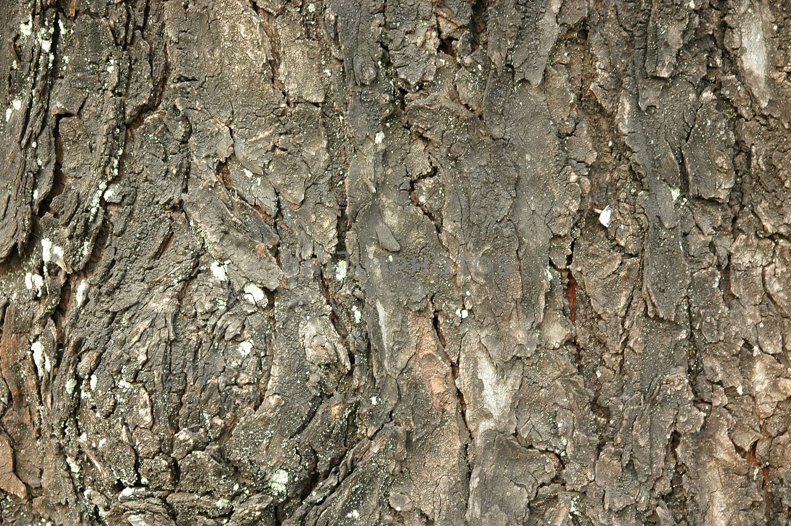 A Close Up Of Textured Tree Bark