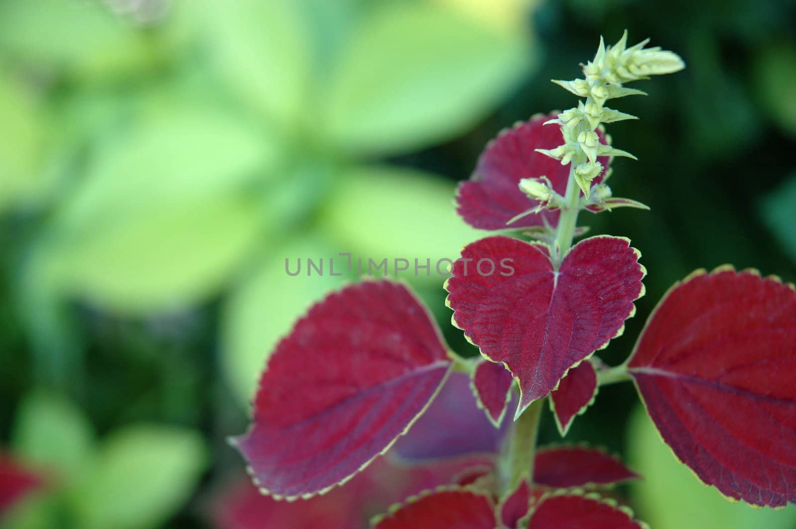 tropical flower that growth well in tropical climate