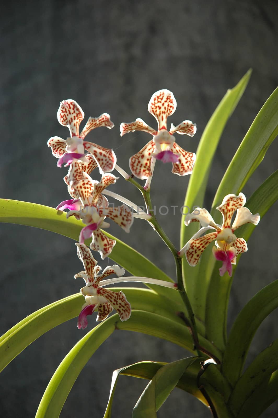 brown spotted orchid that growth well in indonesia