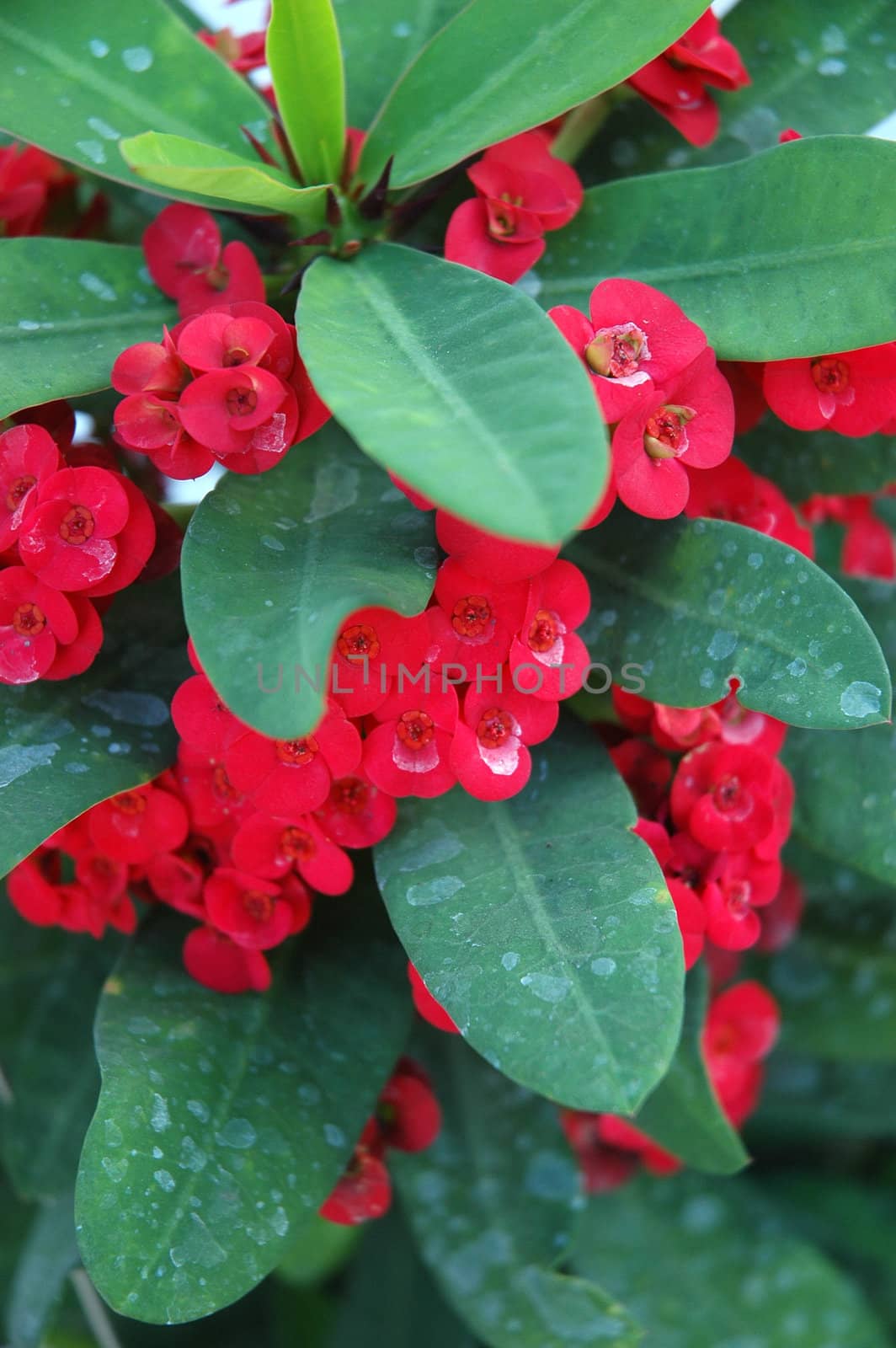 euphorbia flower that growth well in tropical climate