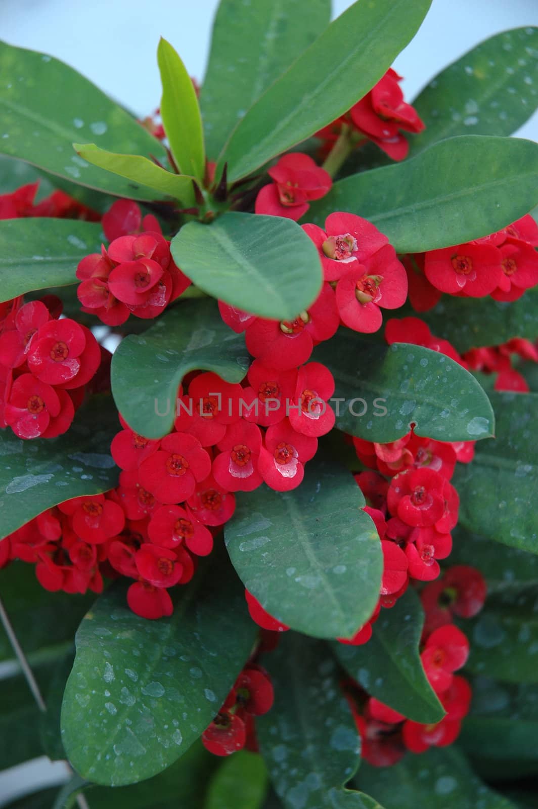 euphorbia flower that growth well in tropical climate