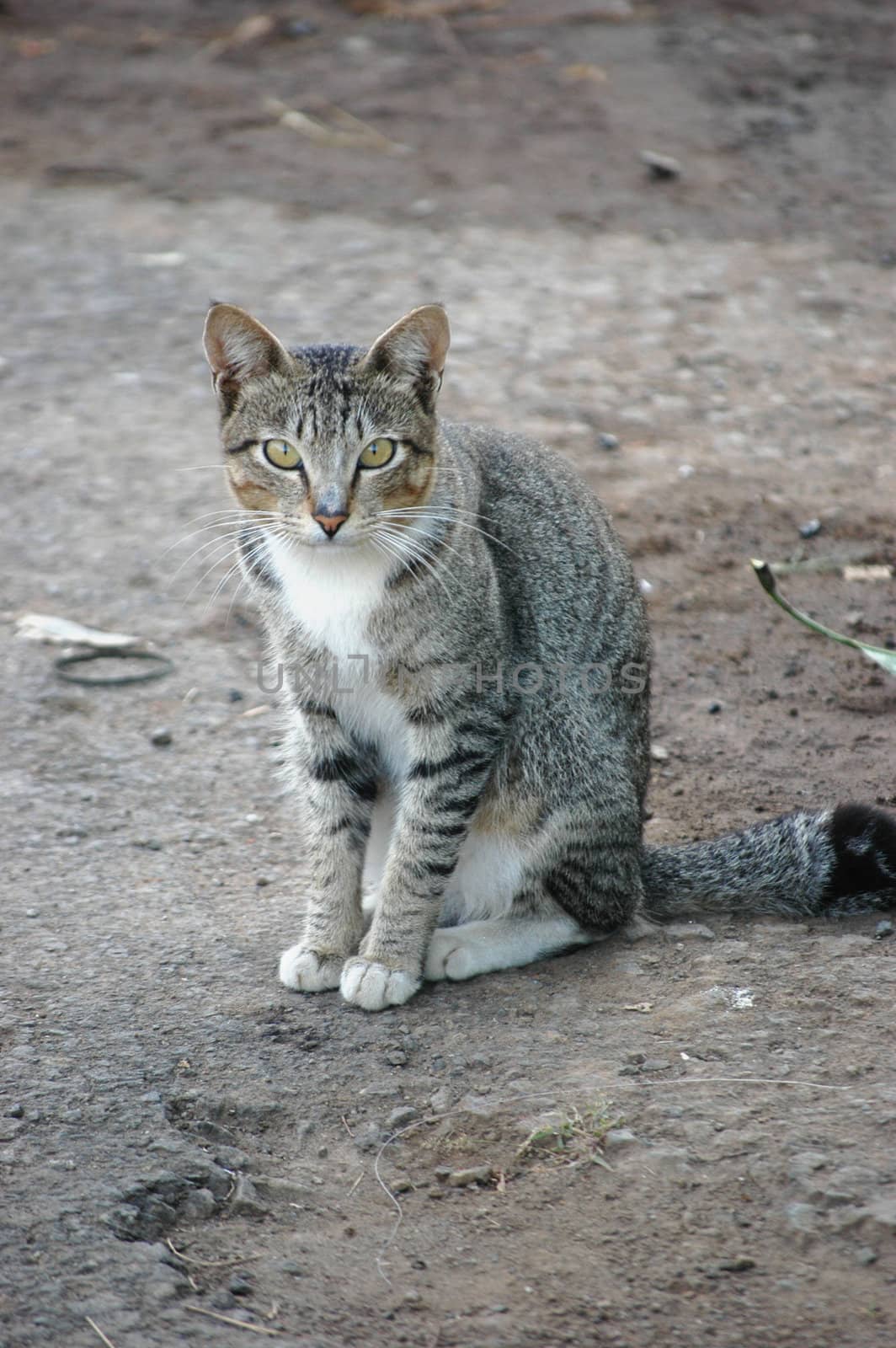 cute cat looking for something that maybe suspicious