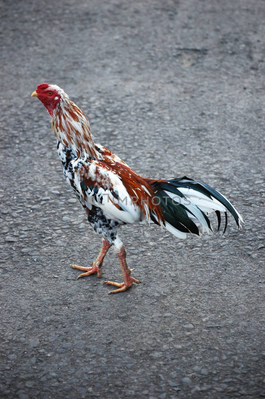a photo of a close up of chicken
