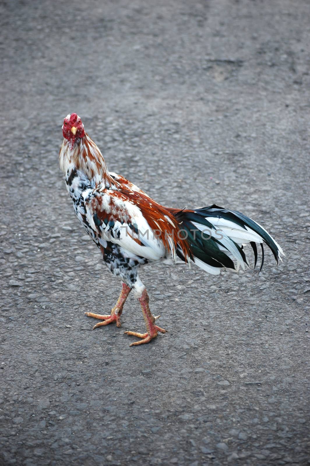 a photo of a close up of chicken