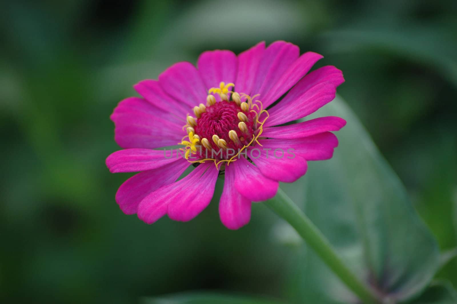 purple daisy that growth well in tropical climate