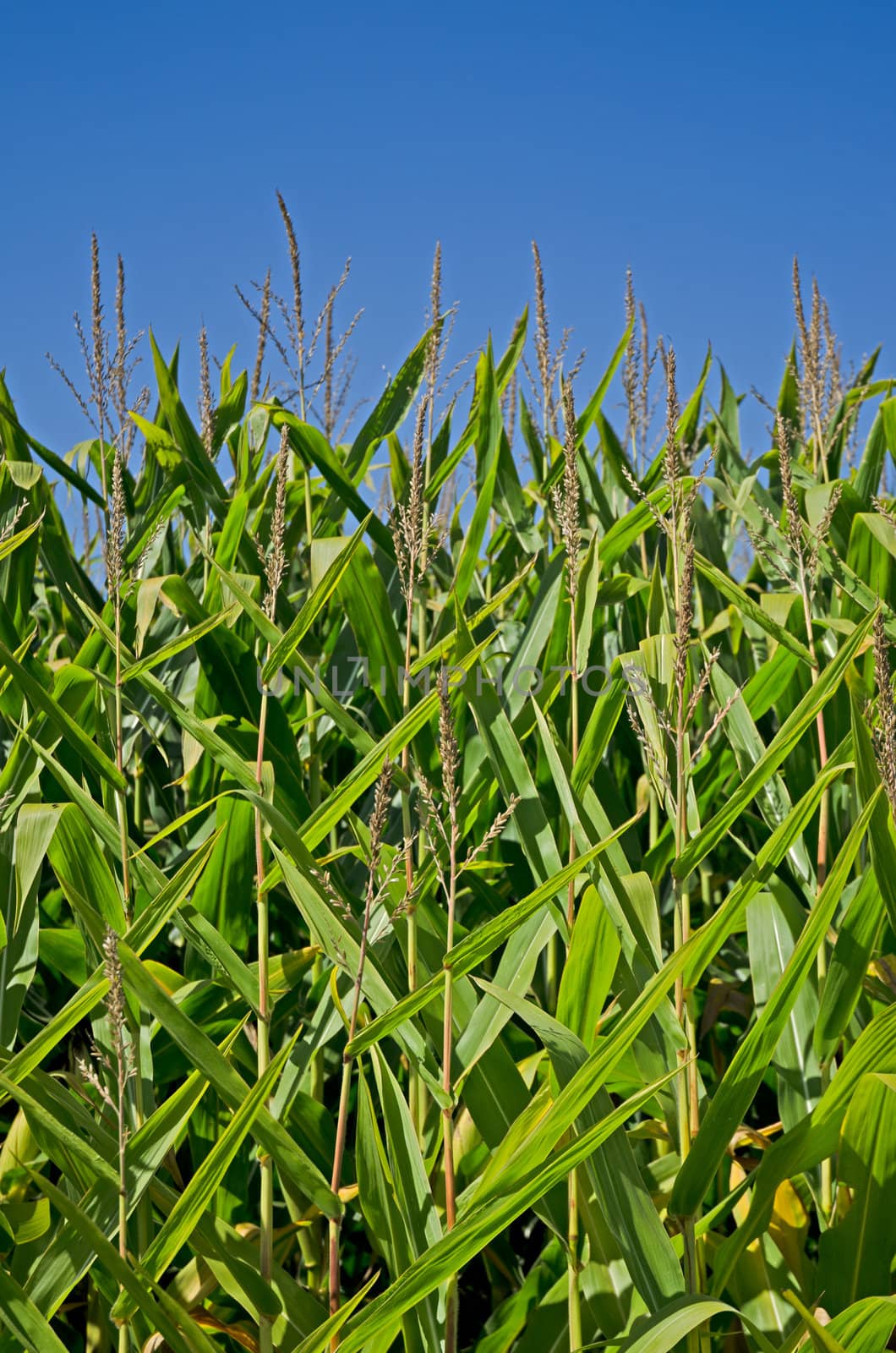 Perspective low view of a corn field on a sunny day.