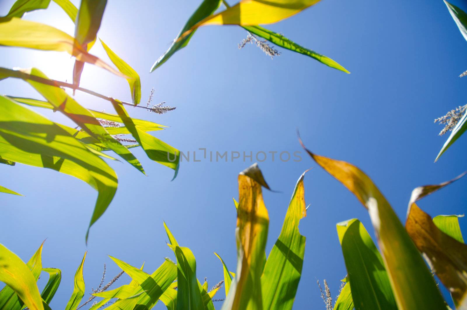 Fresh Corn Stalks Growing in a Field, low angle view, blue sky on a sunny day.