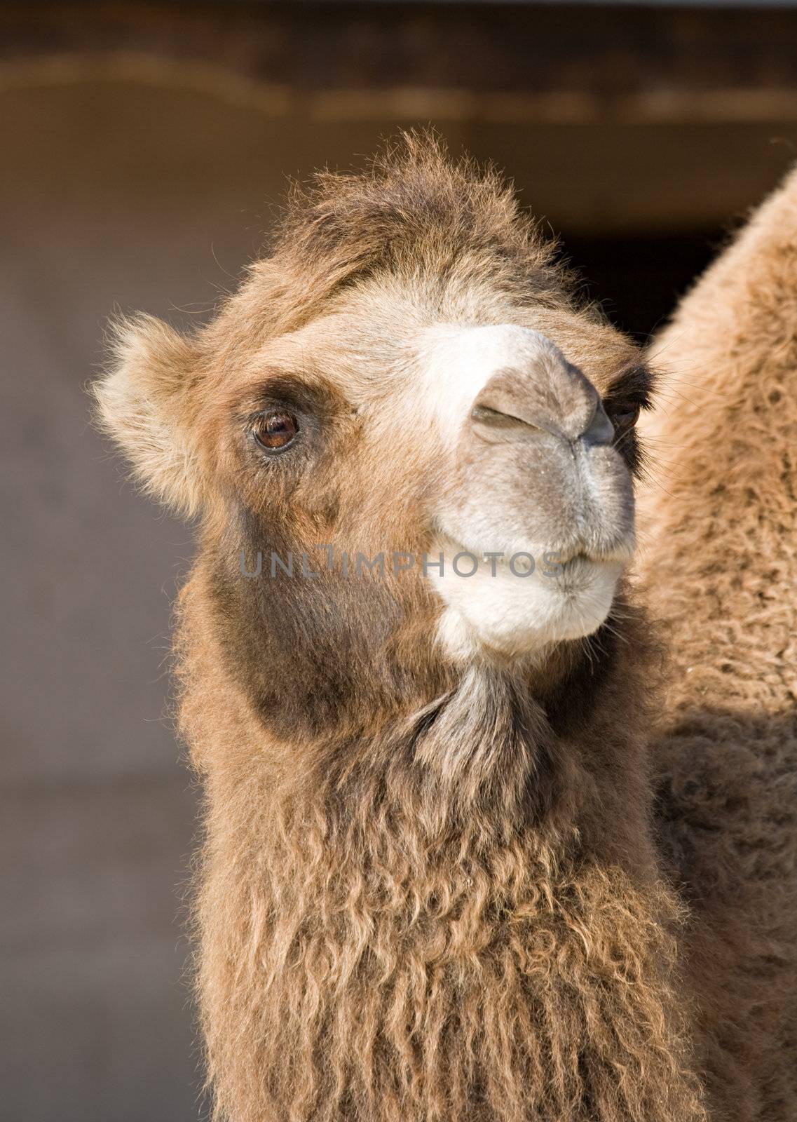 Head and neck of a camel in Moscow zoo