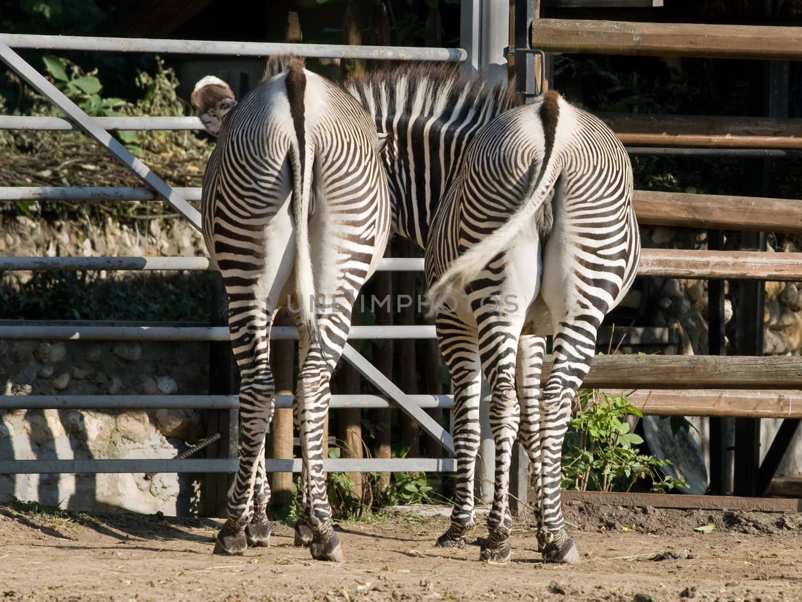 Two zebras in a zoo show their rear ends to the public