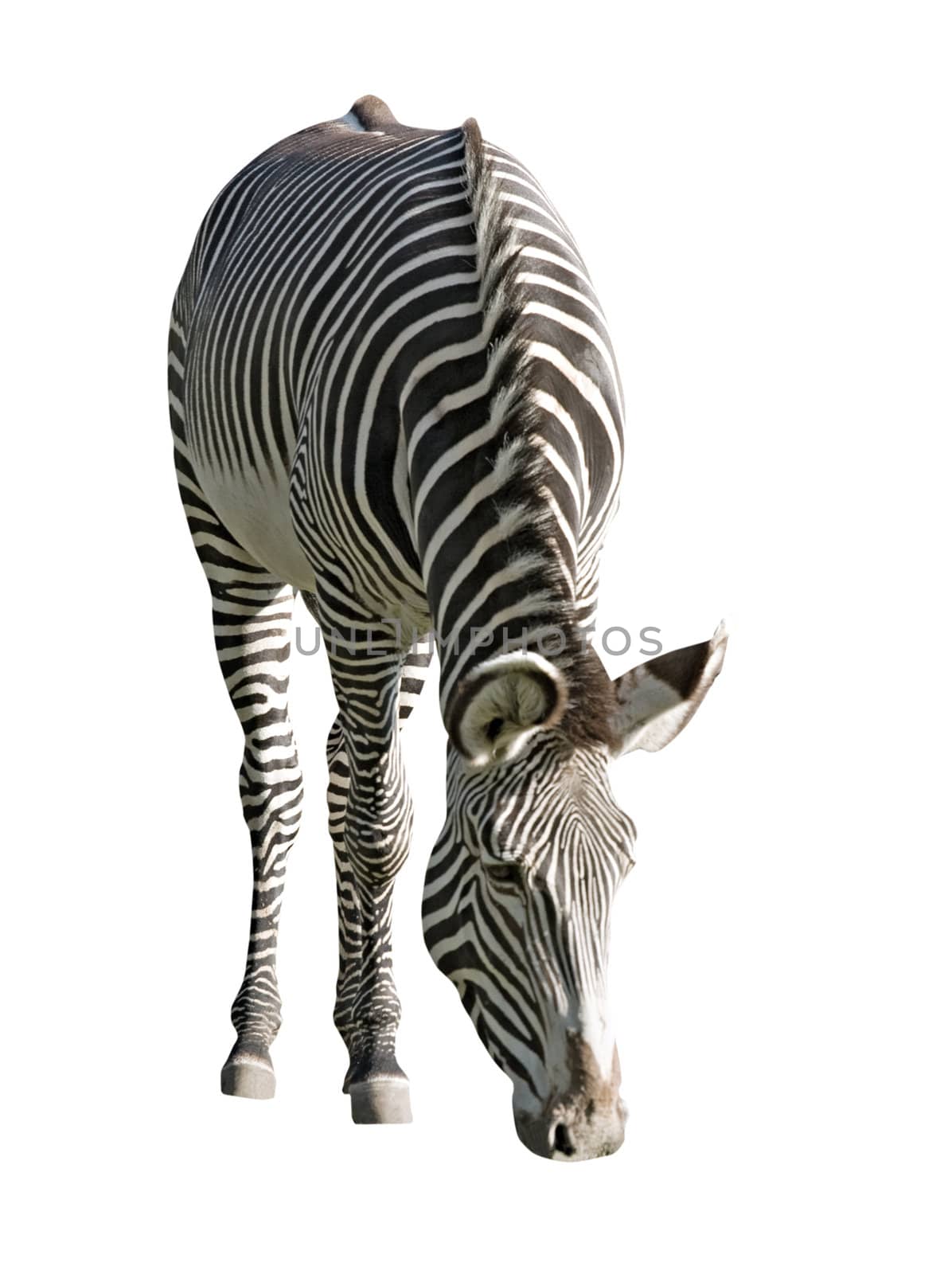 An isolated photo of a zebra on white background