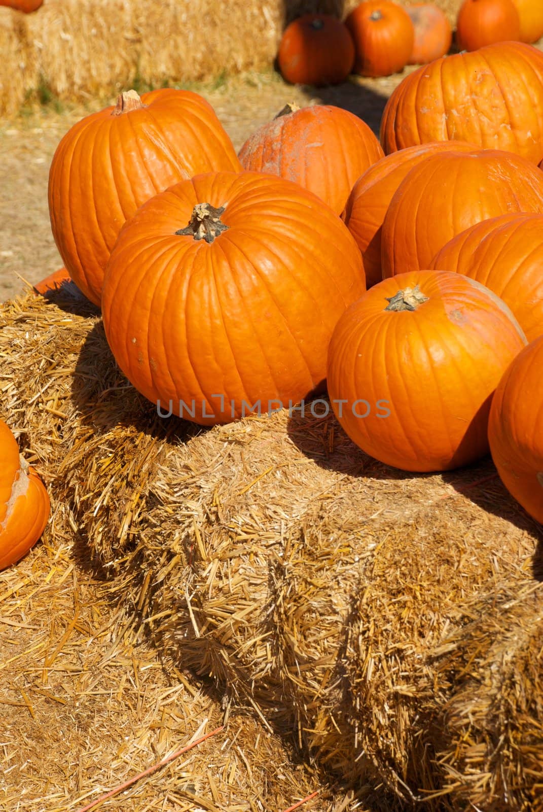 A pile of bright orange pumpkins sitting on bales of hay in a pumpkin patch just before Halloween