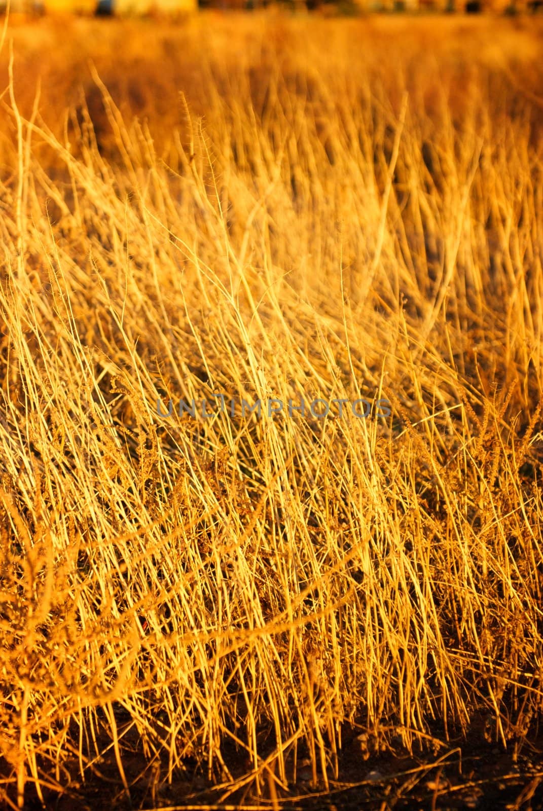 A vertical shot of native grass that appears to be grungy and on fire because it was shot near sunset