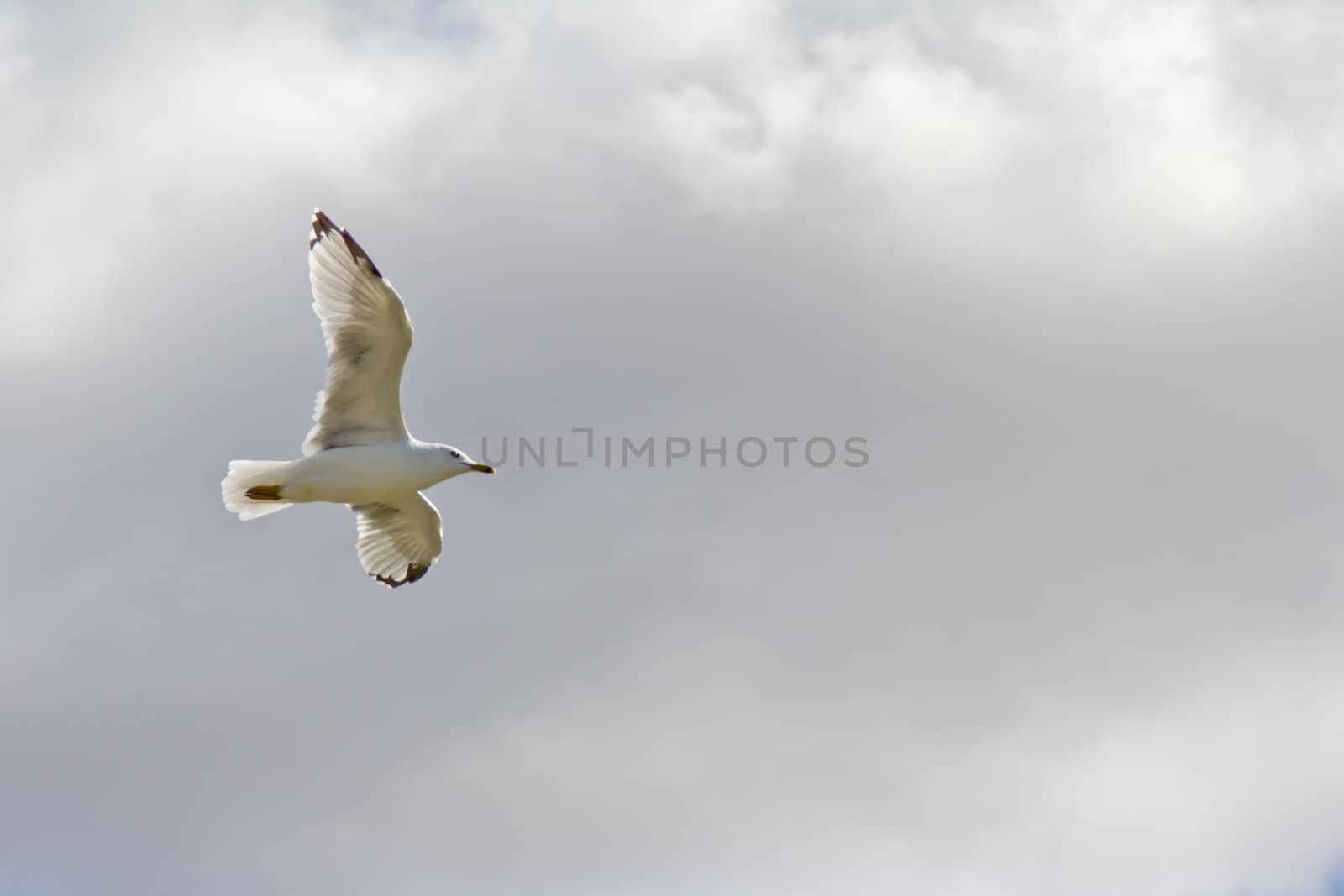 A white seagull flying up in the air on a clear sunny day with clouds in the background