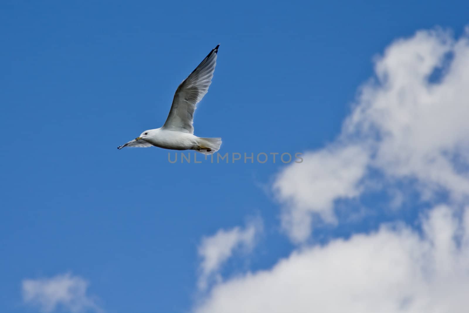 A white seagull flying up in the air on a clear sunny day with clouds in the background