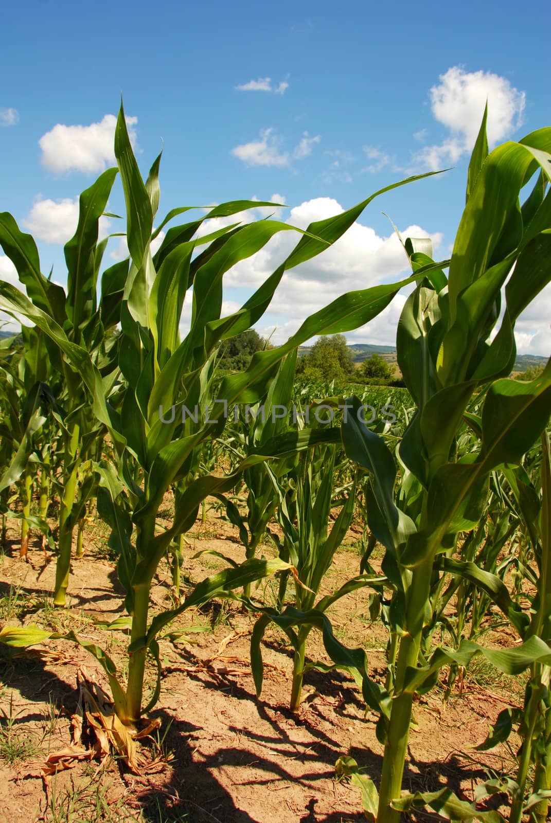 green corn plants on field over blue sky