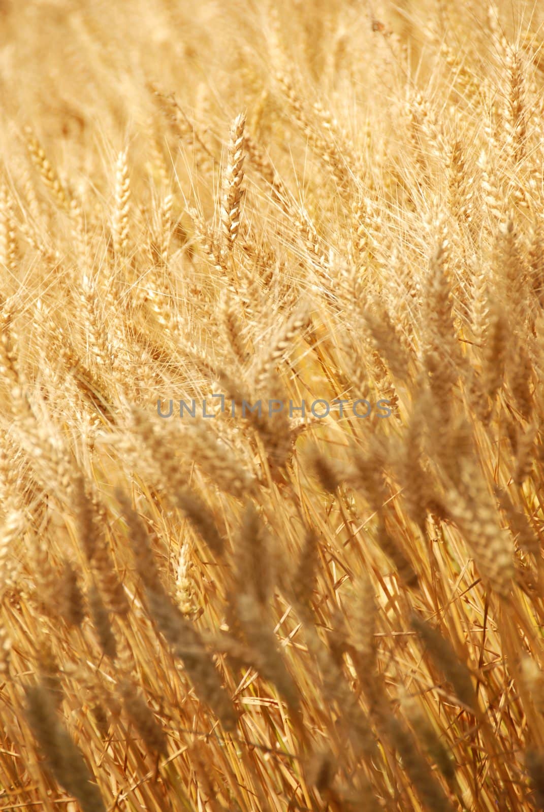 many yellow wheat plants on field background
