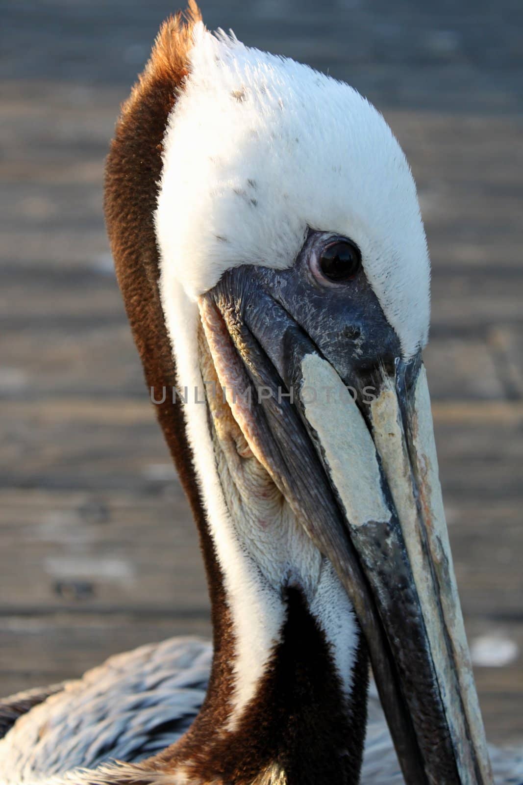 Close up of a pelican head with pier in the background.