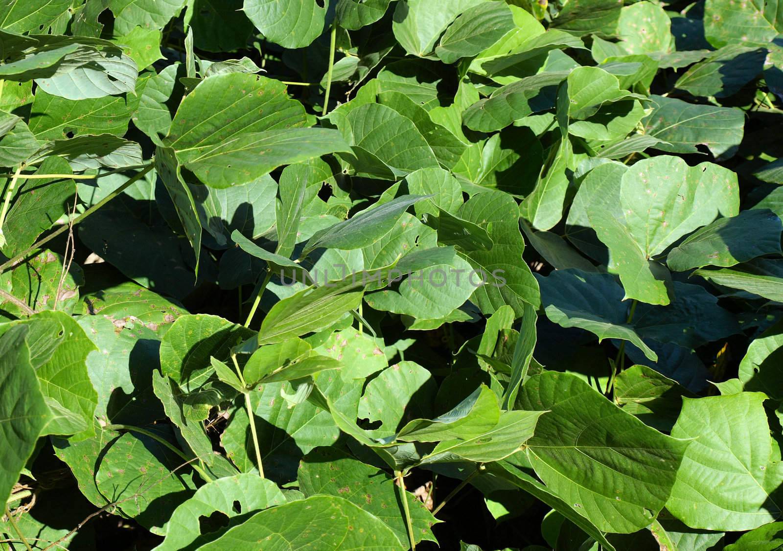 Large green kudzu leaves shown up close.