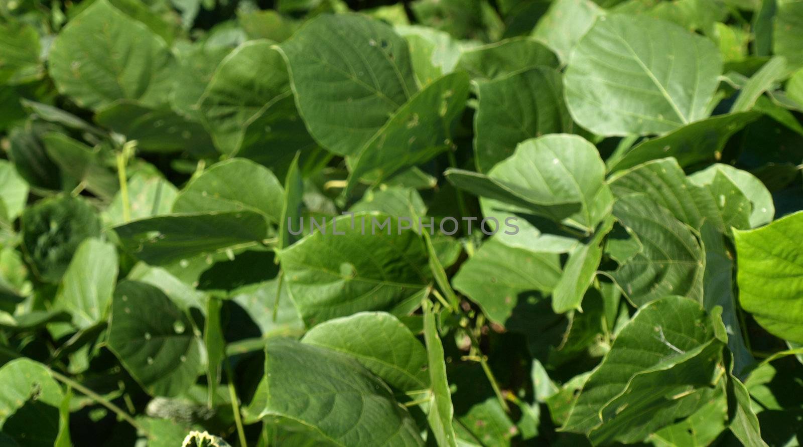 Large green kudzu leaves shown up close.