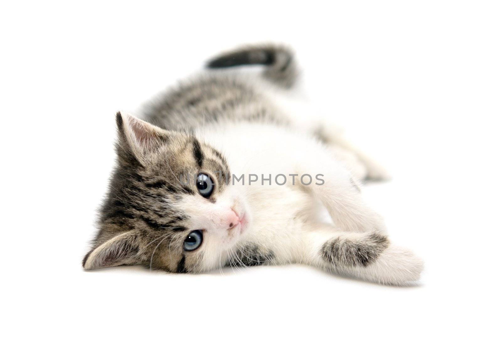 Young cat isolated on white background