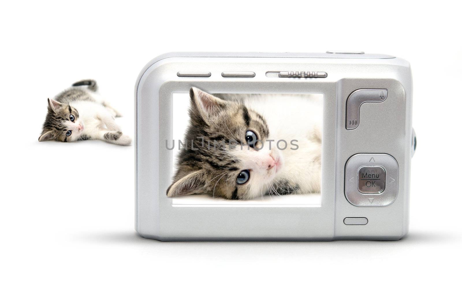 Kitten isolated on white background and a photo camera that makes pictures off it