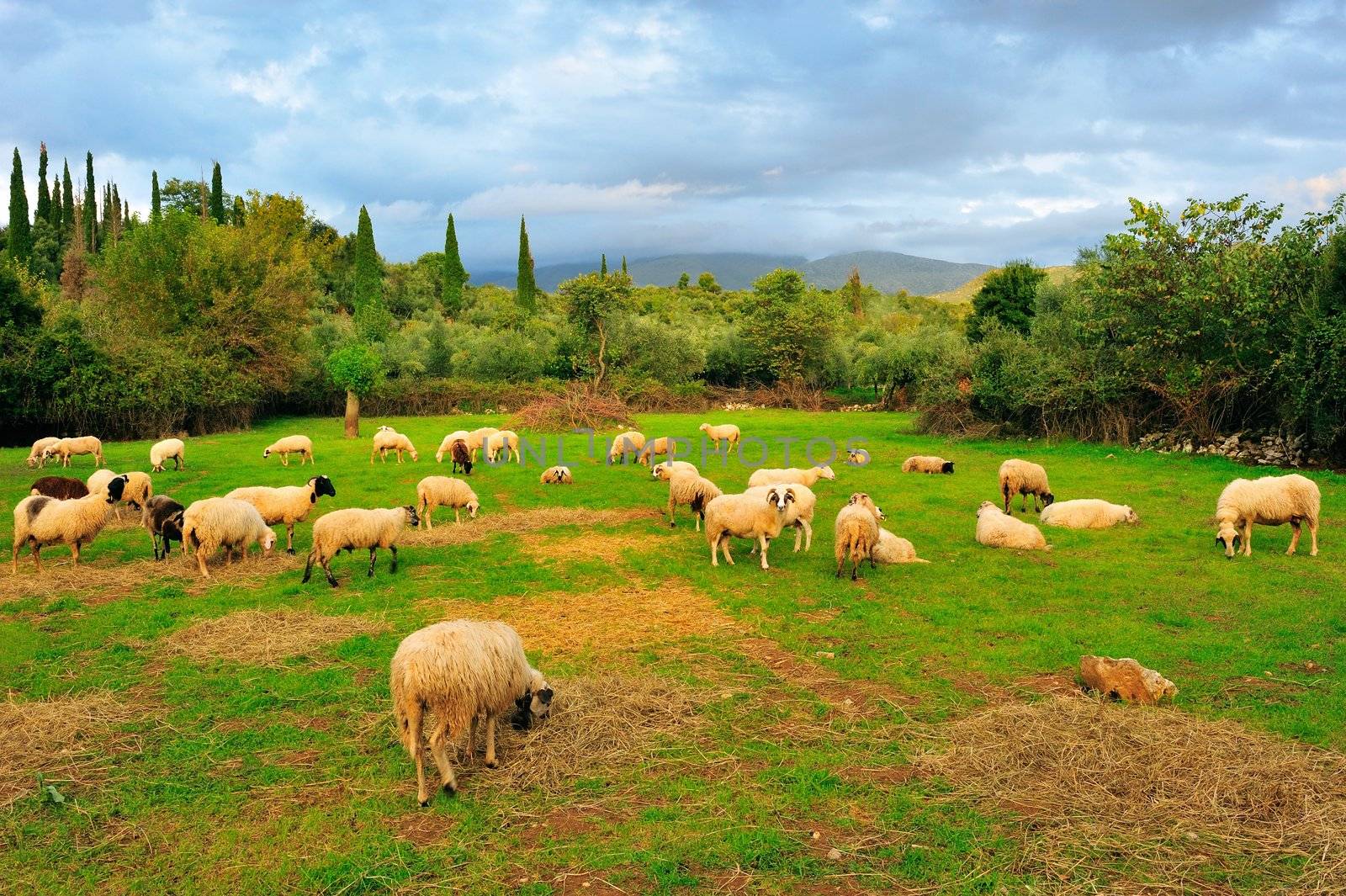 Flock of sheep in pasture during late afternoon