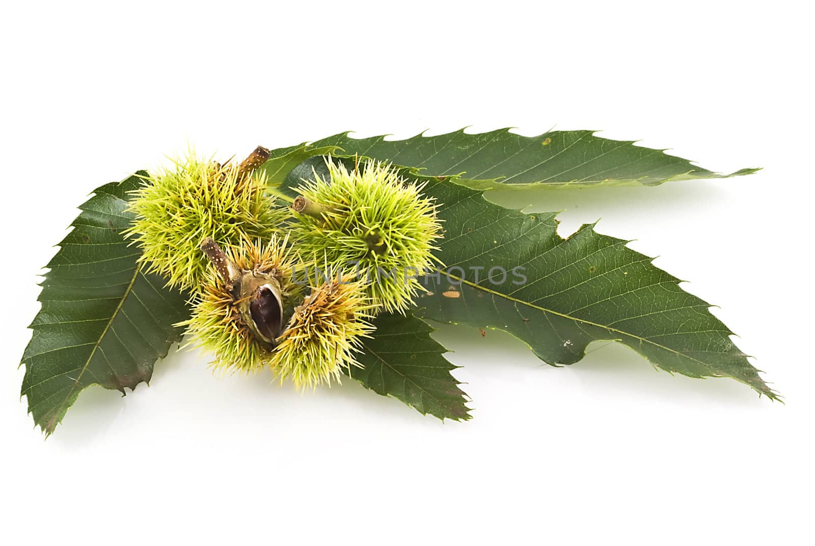 Chestnuts on leaf by SasPartout