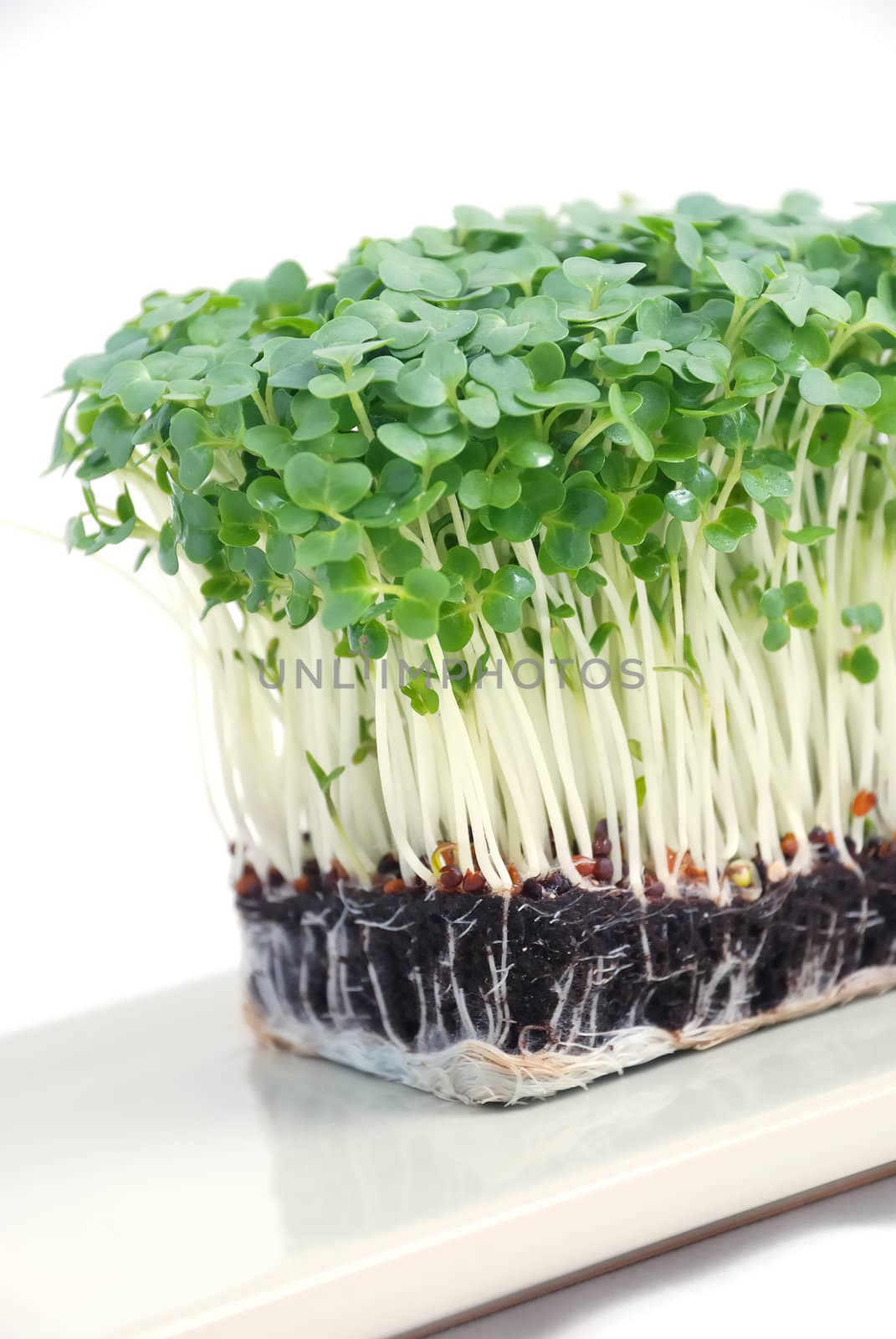 Salad cress