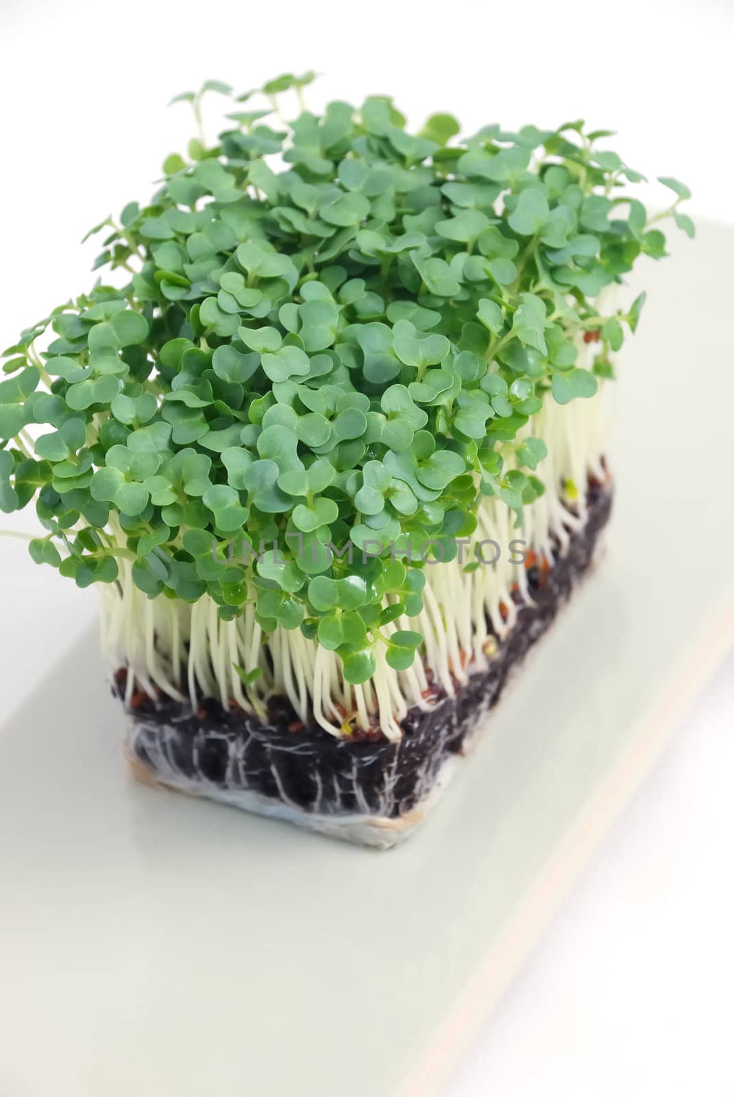 Salad cress