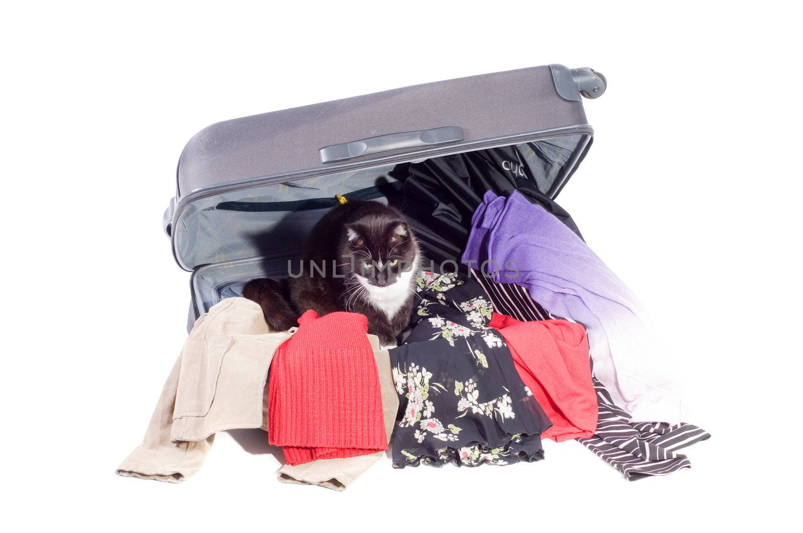 Shot of suitcase with black cat isolated on white