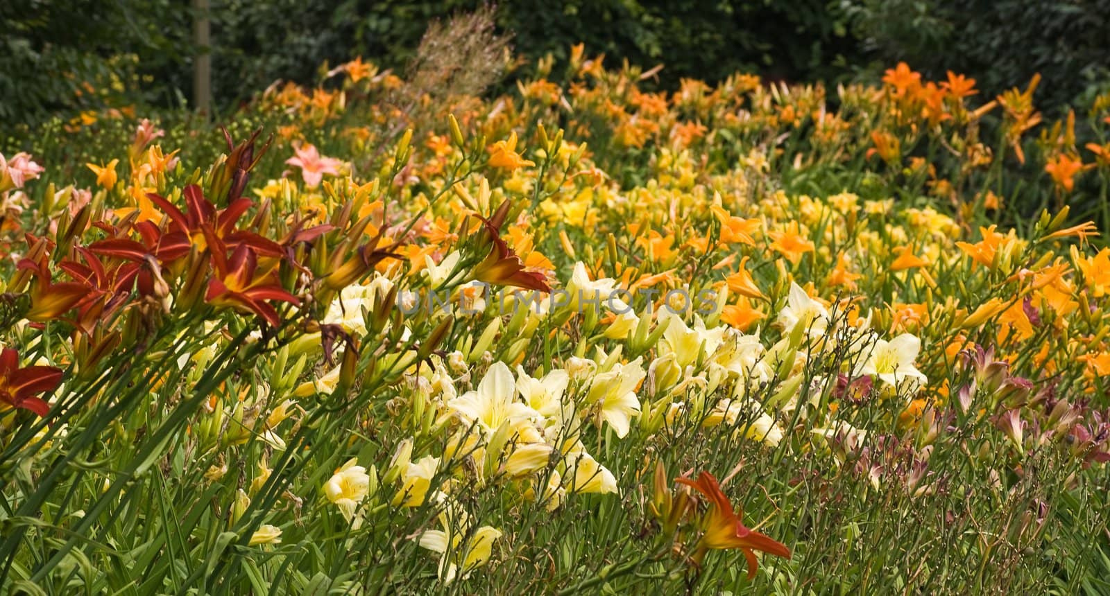 Blooming day lilies in the garden in summer-horizontal image