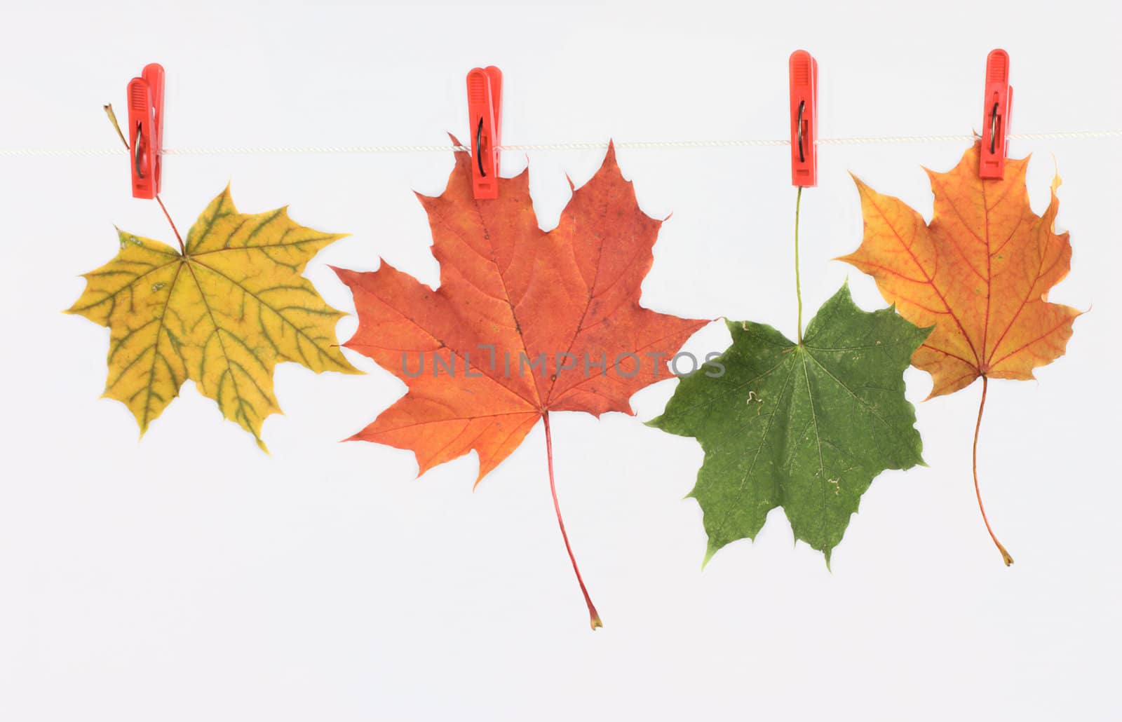 Autumn leaves on a linen cord fixed by red clothespins