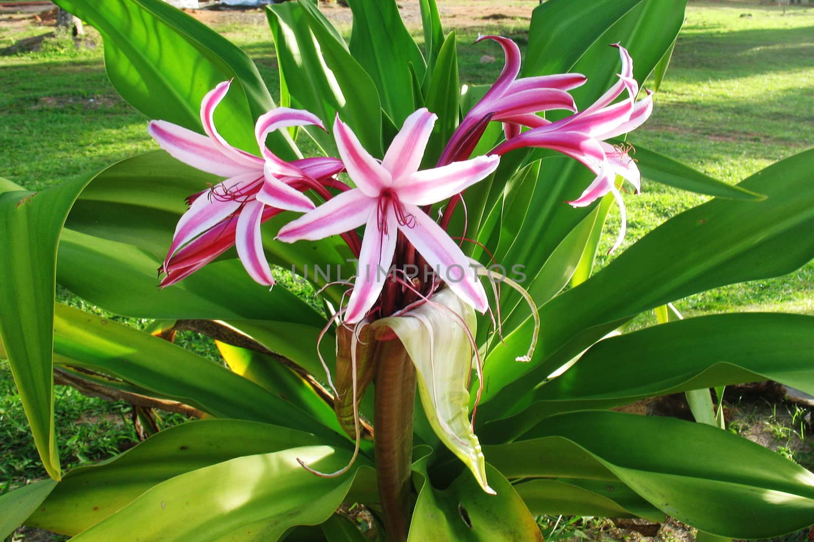 Beautifull pink tropical flower growing in garden on Seychelles, Praslin