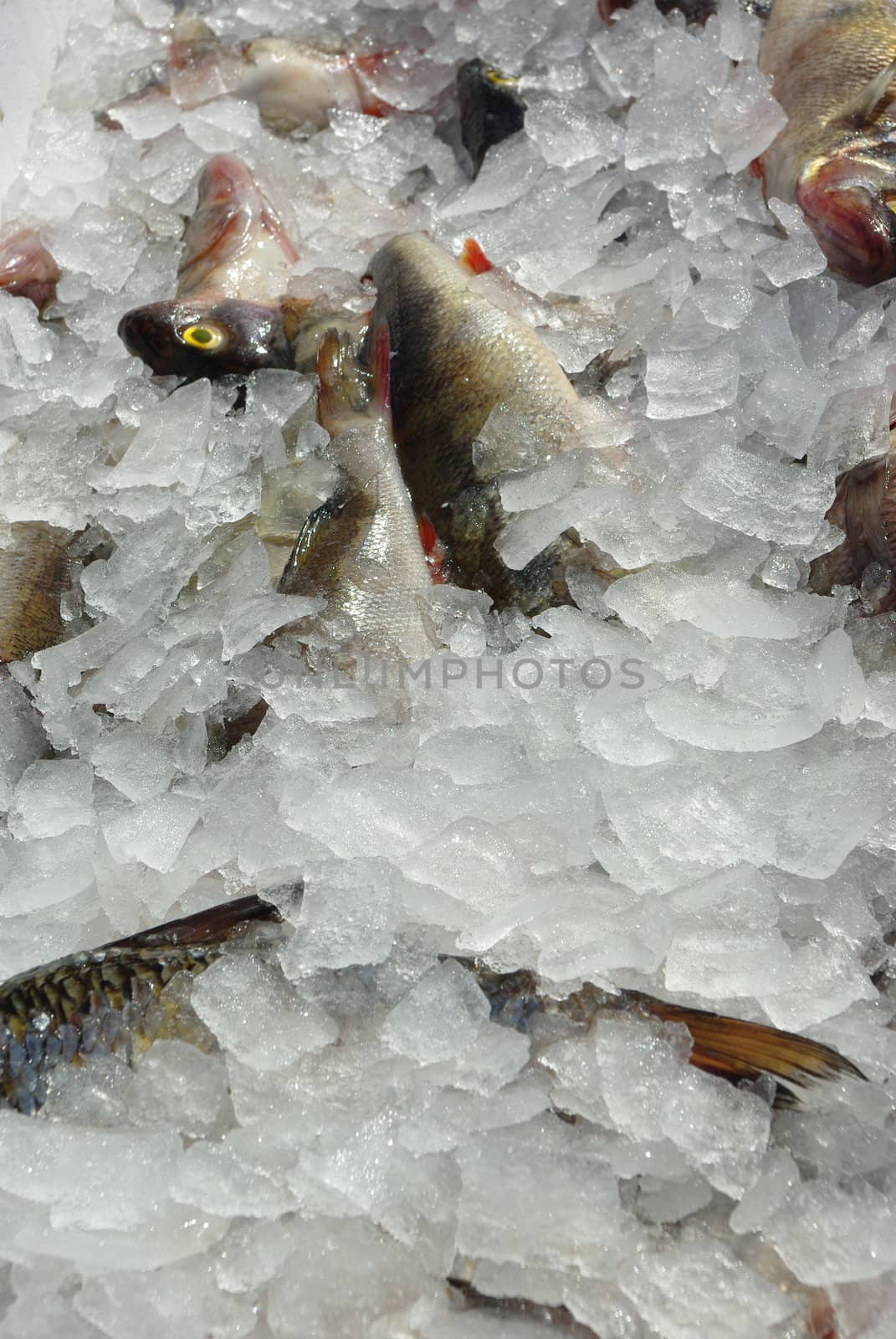 Fresh just catched fish on the  ice