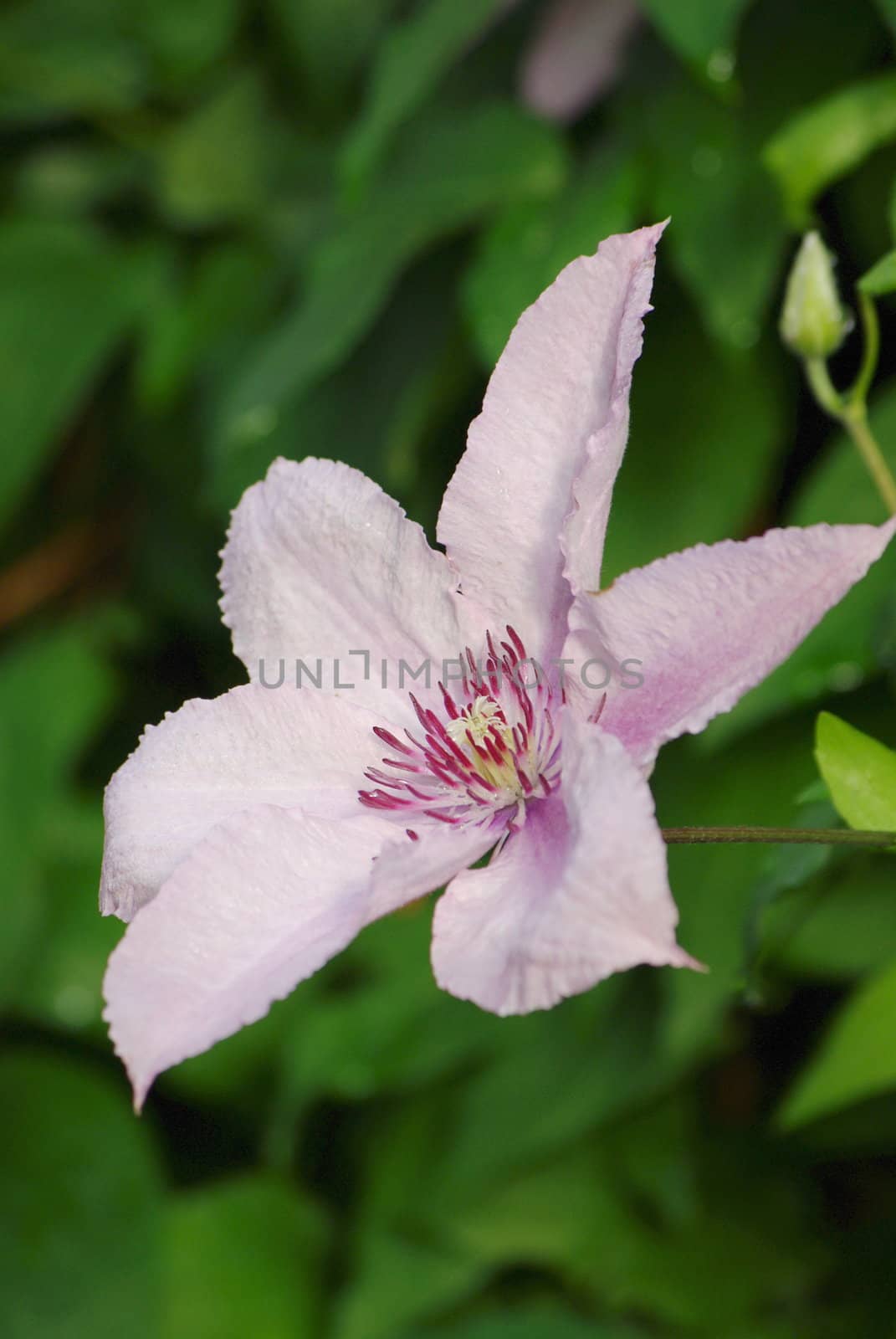 Pink-and-white clematis flower in bloom with leaves close-up