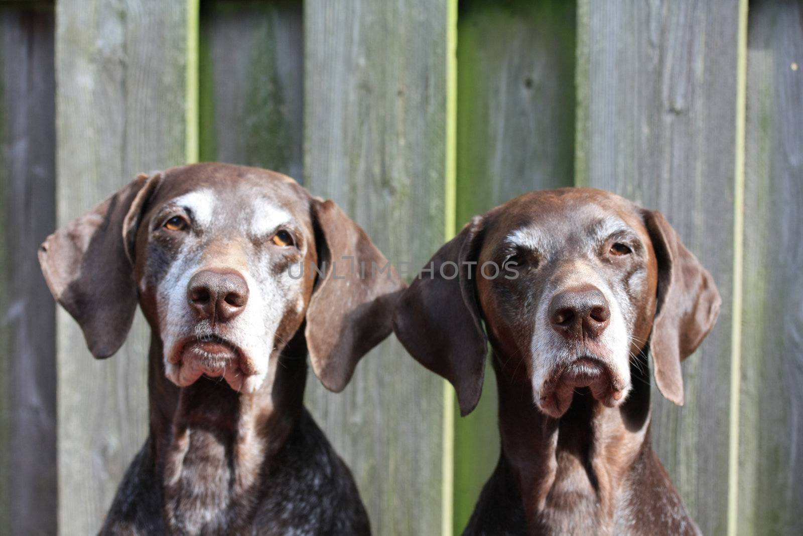 Two German Shorthaired Pointer sisters, double portrait