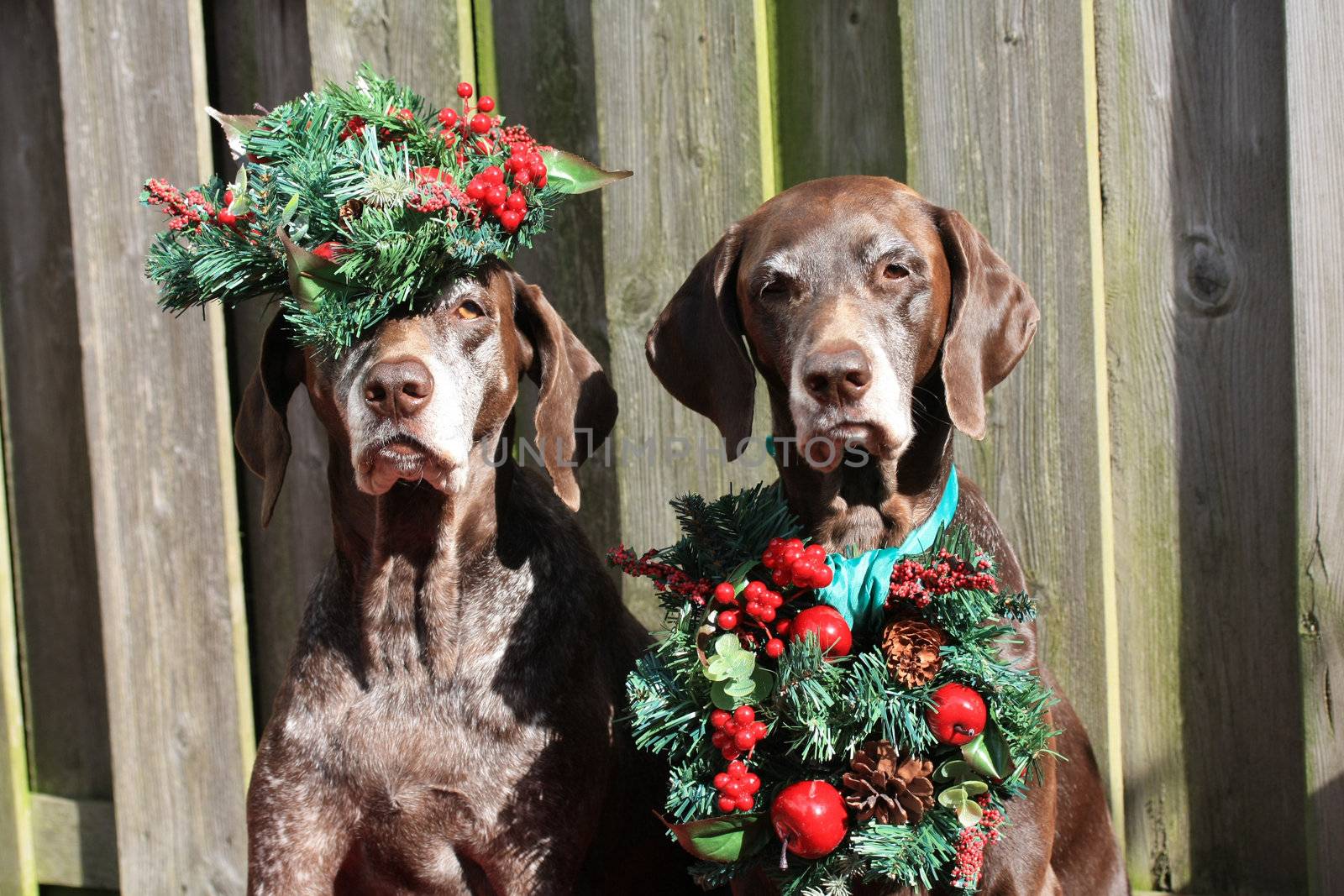 Two pointer sisters, dressed for christmas