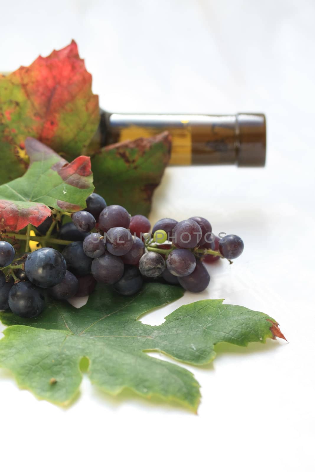Autumn colored grape leaves, grapes and wine bottle