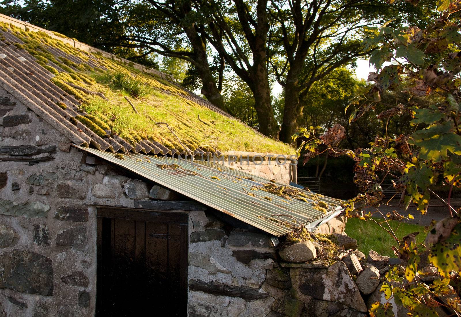 Lean-to building on old Welsh mountain farm with mossy roof